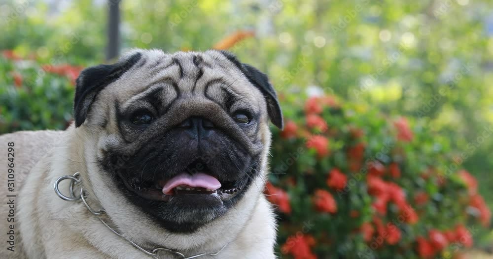 Happy dog pug breed smile with funny face on green grass in garden,Purebred pug dog healthy Concept Happy dog pug breed smile with funny face on green grass in garden,Purebred pug dog healthy Concept