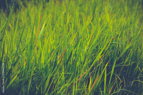 Grass on the field Vintage Tone.background