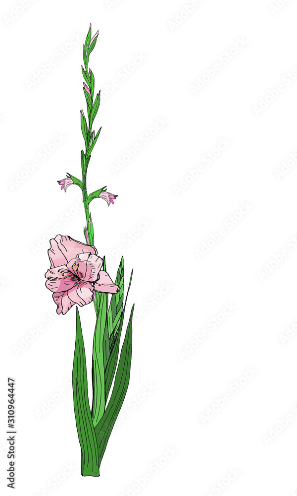 One branch of pink and lilac gladiolus flowers, vector isolated image on white background. To decorate your holiday design, business cards, invitations
