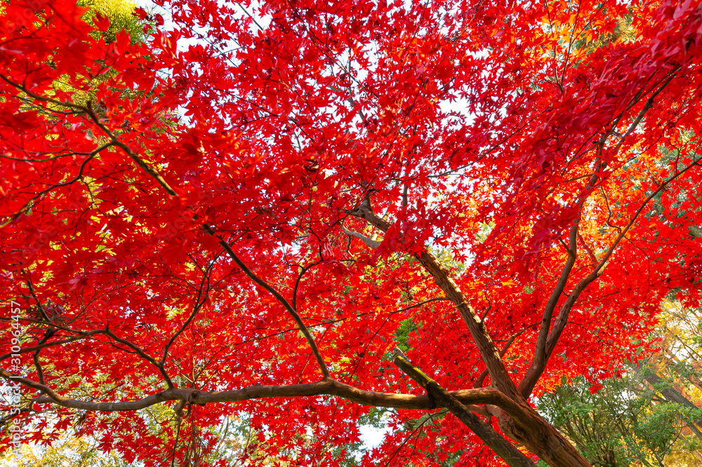 奈良公園のモミジの色、紅葉の秋