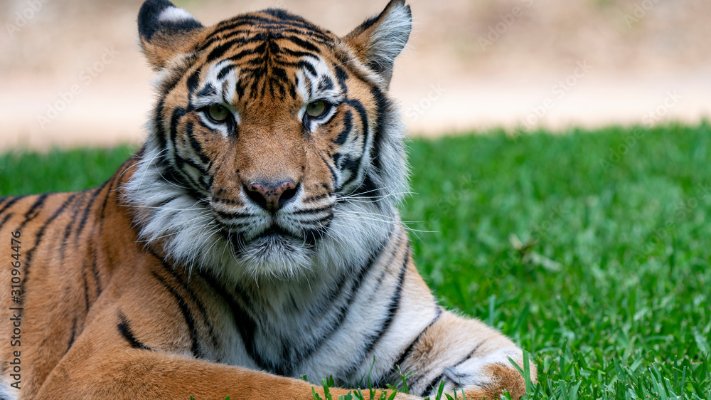 Fototapeta premium Sumatran tiger laying on grass headshot looking directly at camera