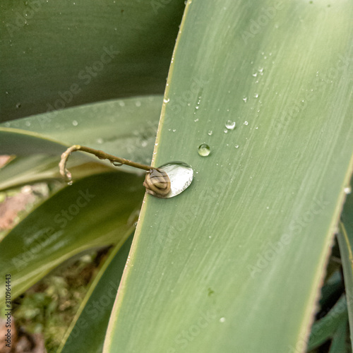 Water drop macro on top of leaf.