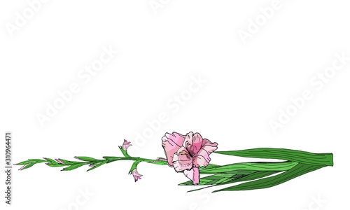 One branch of pink and lilac gladiolus flowers, vector isolated image on white background. To decorate your holiday design, business cards, invitations