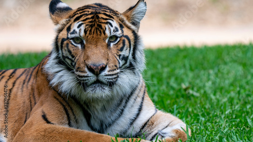 Sumatran tiger laying on grass headshot looking directly at camera