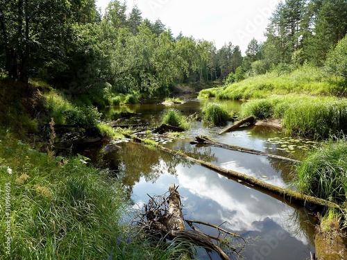 A small river among the reeds and dense forest