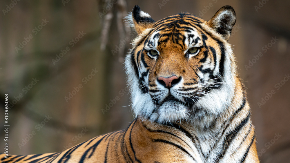 Fototapeta premium Sumatran tiger mid shot looking off camera left