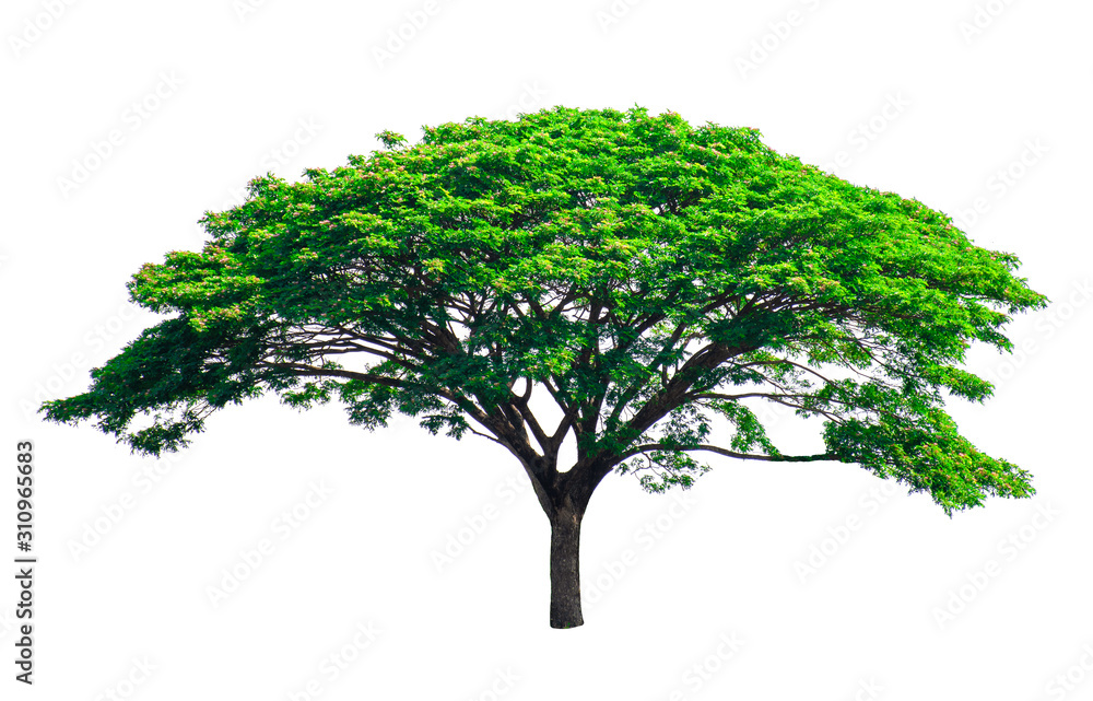 Tree isolated on white background. Tree isolated on white background.