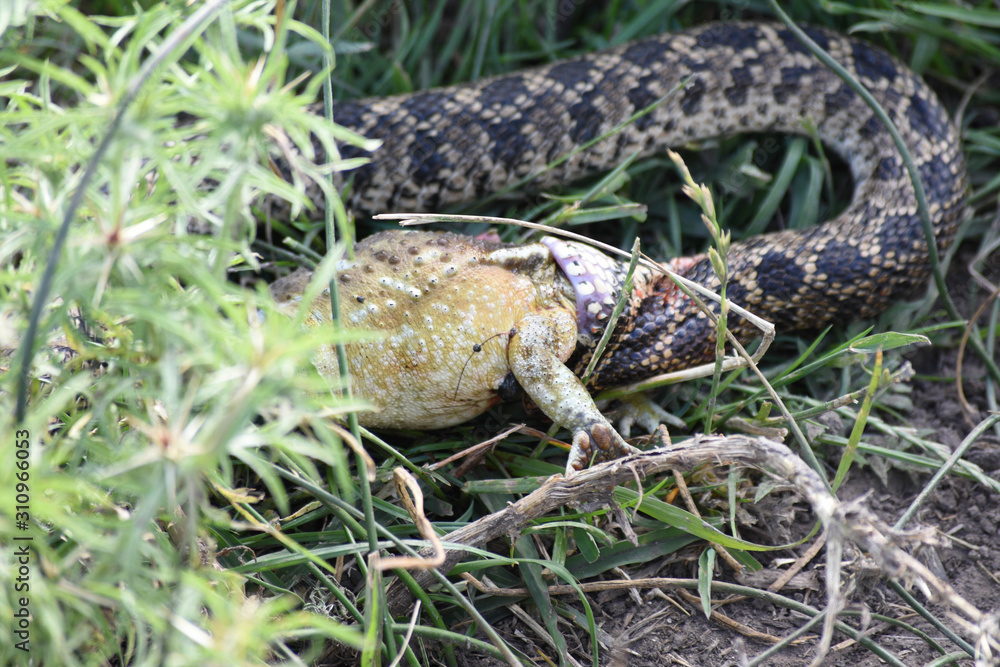 Snake eating a toad Snake eating a toad