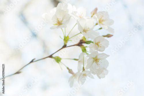 白い桜　 © Wendy
