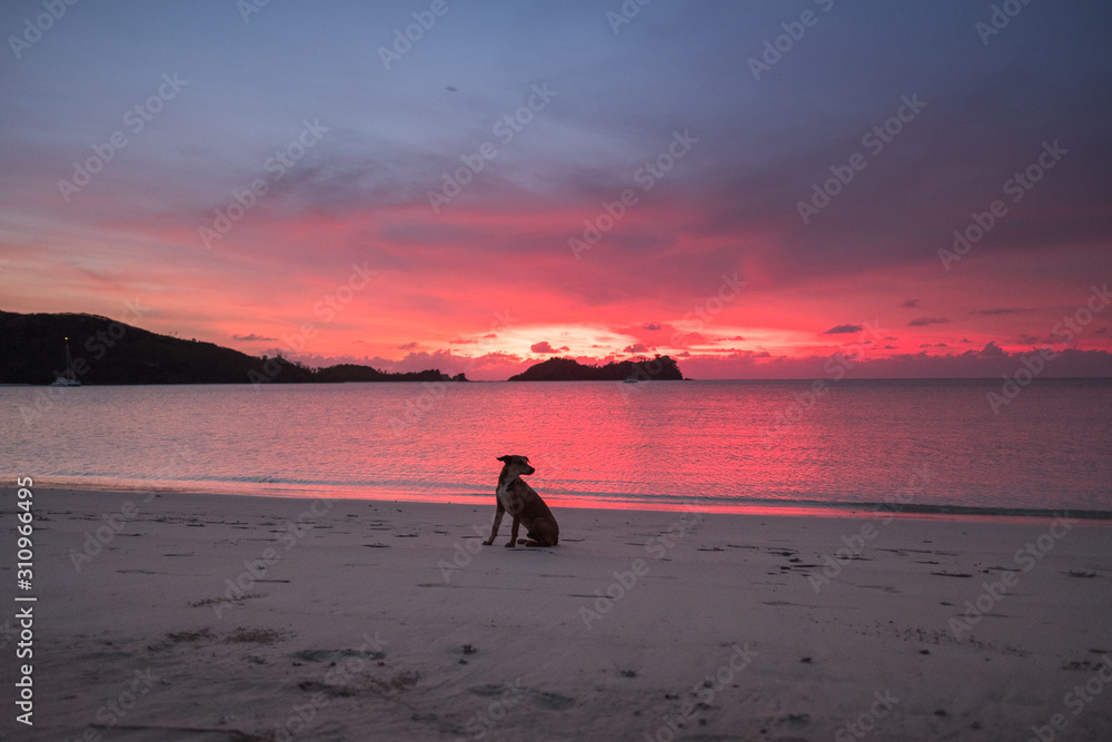 Dog sitting on a white sandy beach during pink colourful sunset in Fiji