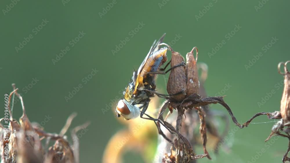 Staggers in wind on dry grass stems. Drosophila melanogaster is a