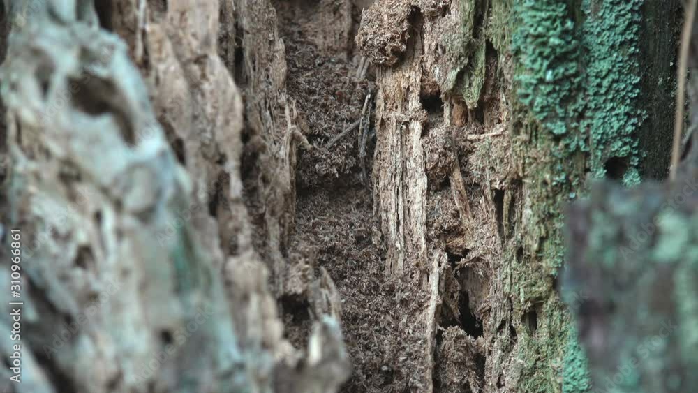 Fantastic view of dust and burrows of bark beetles inside an old stump in forest Fantastic view of dust and burrows of bark beetles inside an old stump in forest