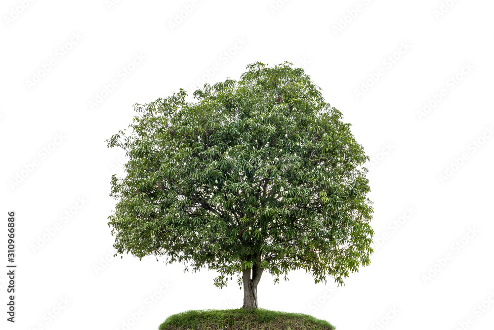 tree isolated on white background tree isolated on white background