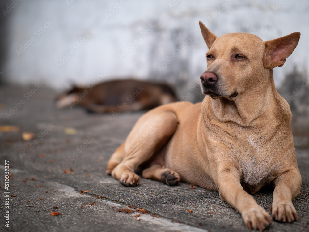 The portrait of stray dog looking away and resting on footpath