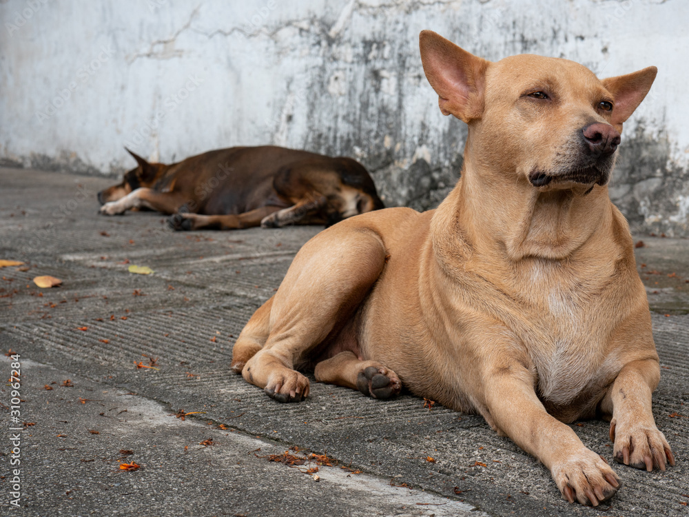 The portrait of stray dog looking away and resting on footpath The portrait of stray dog looking away and resting on footpath