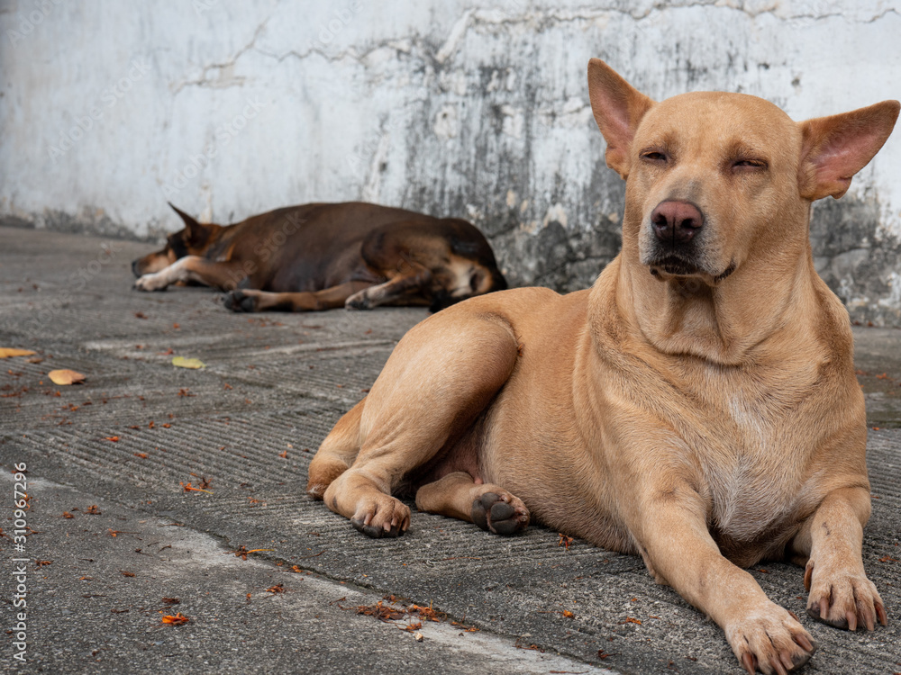 The portrait of stray dog looking away and resting on footpath The portrait of stray dog looking away and resting on footpath