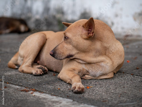 Fototapeta Naklejka Na Ścianę i Meble -  The portrait of stray dog looking away and resting on footpath