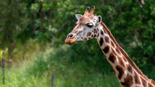 Baby giraffe profile mid shot