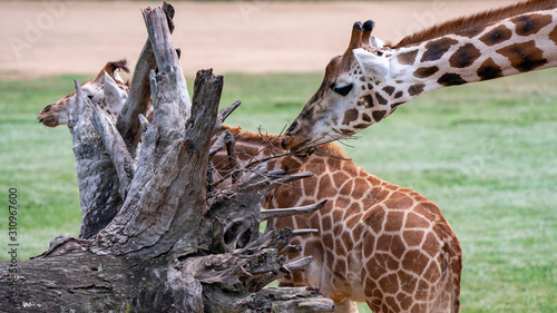 Canvas Print Giraffes eating roots