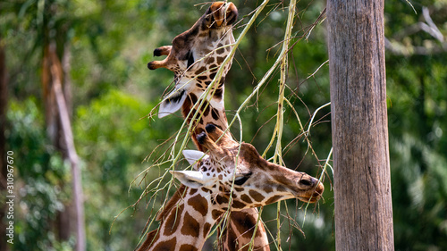 Photography Two giraffes eating from tree headshots