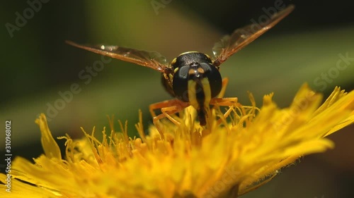 Helophilus pendulus is European hoverfly, sits and collects nectar on yellow flower among summer meadow. View macro Insect in wildlife photo