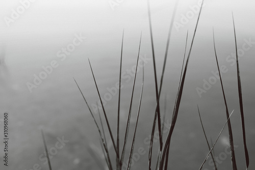 black and white of sea grass and water