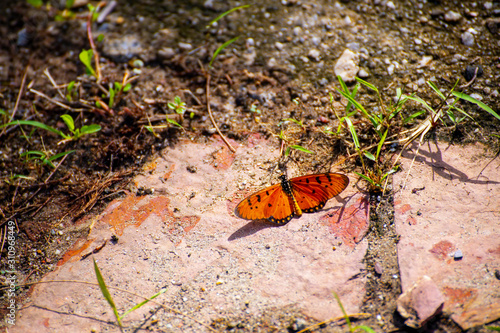 Butterflies on the island twigs , drinking nectar from flowersof the morning look beautiful photo