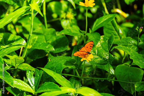 Butterflies on the island twigs , drinking nectar from flowersof the morning look beautiful photo