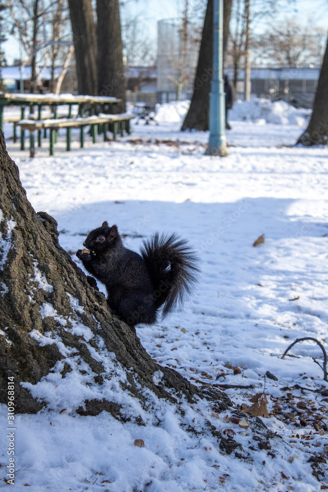 Black squirrel eating on tree in the winter Black squirrel eating on tree in the winter
