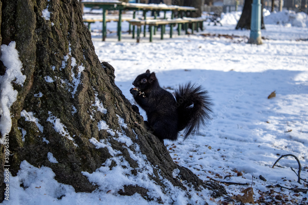Black squirrel eating on tree in the winter Black squirrel eating on tree in the winter