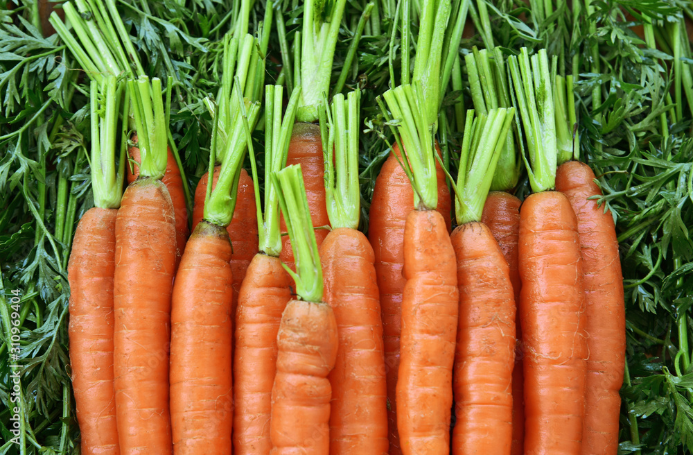 A lot of fresh carrots with leaf.Healthy and benefits of Carrot. A lot of fresh carrots with leaf.Healthy and benefits of Carrot.
