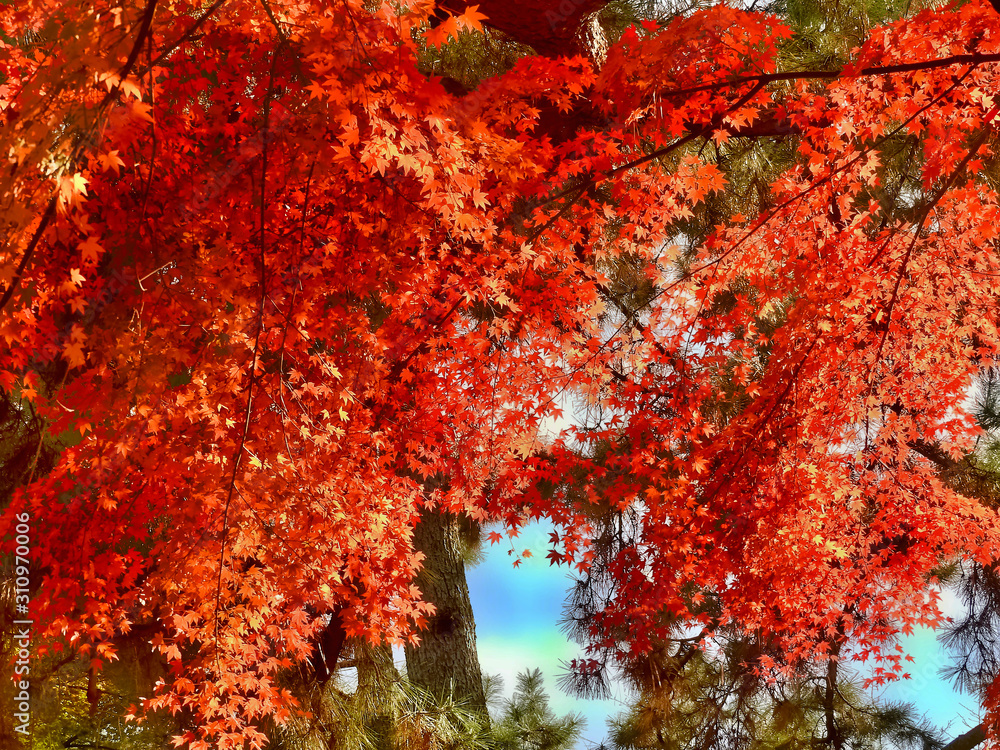 紅葉のカーテン 紅葉のカーテン