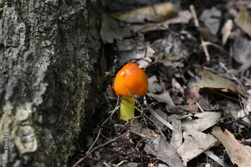 An orange mushroom growing through leaves next to a tree root
