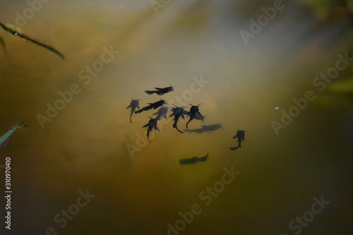 A school of baby catfish © luke p ferguson
