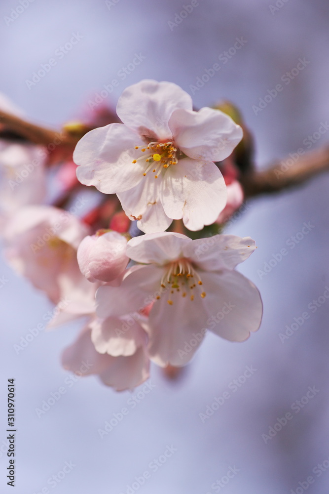 春・花の元 春・花の元