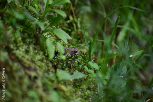 spotted brown frog sitting on a bed of moss