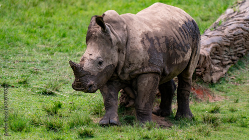 Baby rhinoceros full body shot