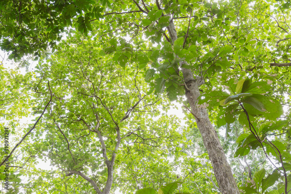 Fototapeta premium Low angle view of Teakwood tree branch and leaf as background beautiful