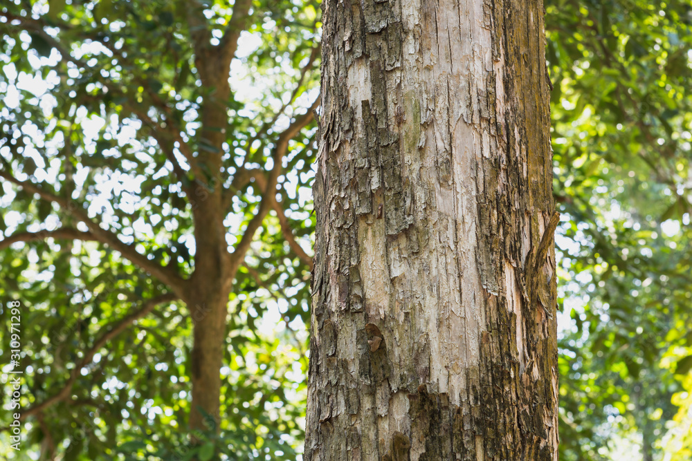 trunk of a tree