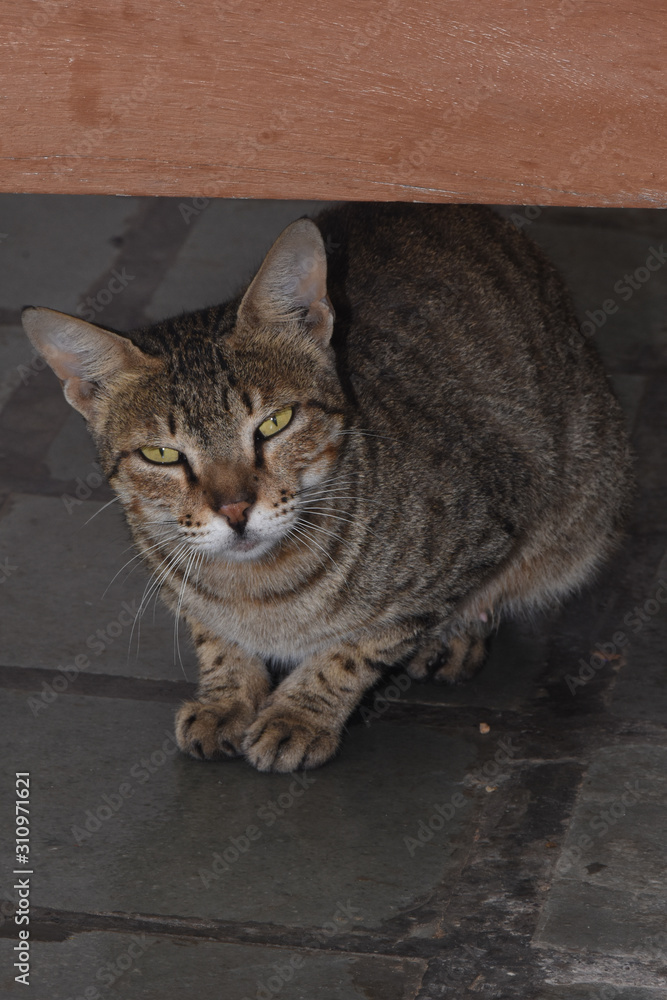 Cat waiting for bread