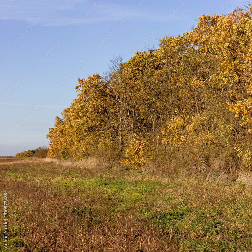 Fototapeta premium Autumn forest dominated by autumn with an abundance of Golden-yellow colors and sunlight.