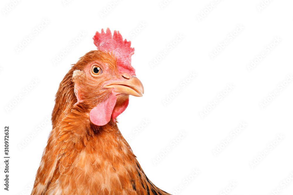 Portrait of a curious chicken, closeup, isolated on white background - obrazy, fototapety, plakaty 