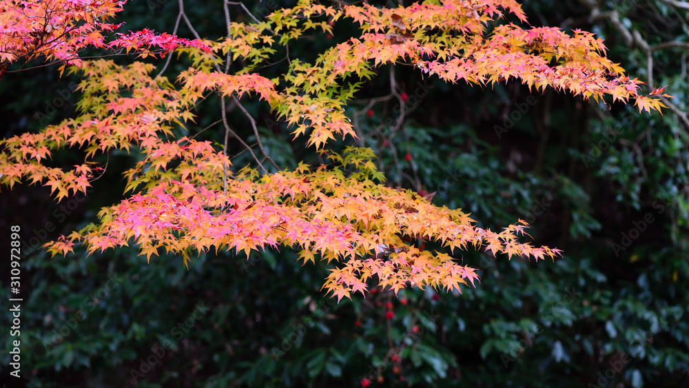 Maple leaves tree in the forest, nature fall color and pattern concept