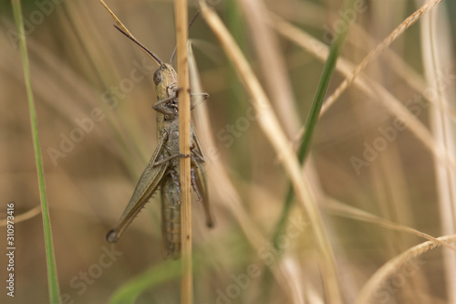 Grasshopper close-up on a blurred grass background