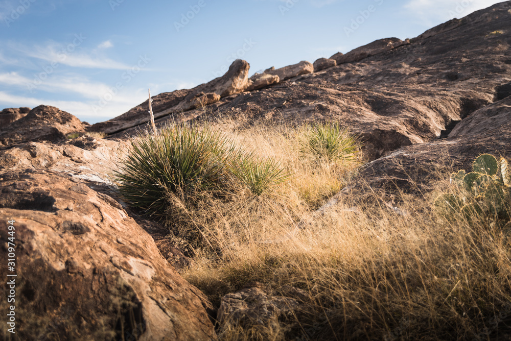 A plant in the rocks at Hueco Tanks, Texas. 