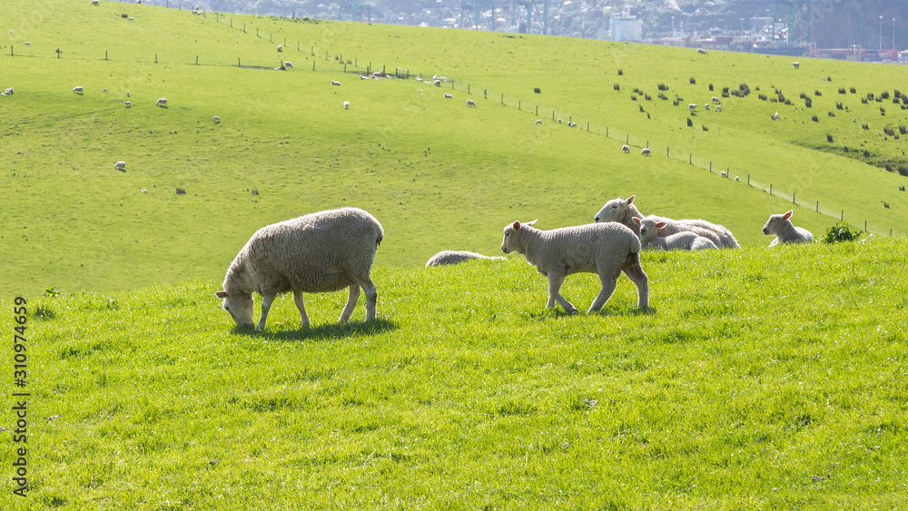 Obraz premium Little sheeps. Farming and Harvest in New Zealand. Merino sheep. . Akaroa, New Zealand.
