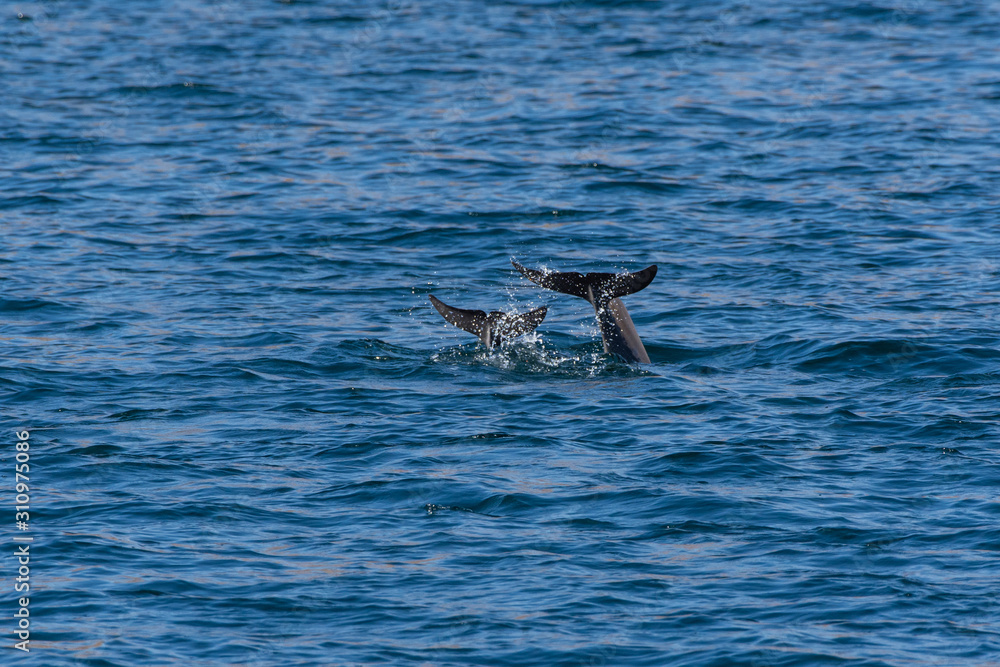 Fototapeta premium Indo-pacific humpback dolphins (sousa chinensis) showing tail fin in Musandam, Oman near Khasab in the Fjords jumping in and out of the water by Dhow Boats.