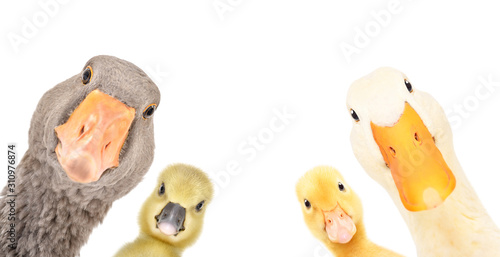 Fotobehang Funny portrait of a goose, gosling, duckling, duck isolated on a white backgroun