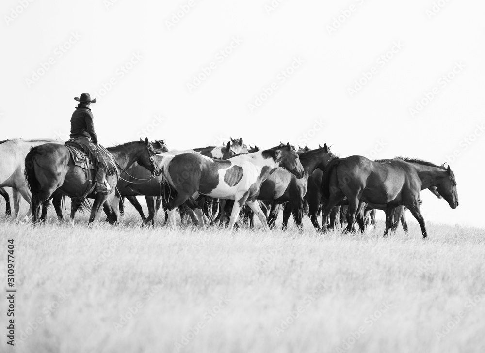 Obraz premium Horse Herd