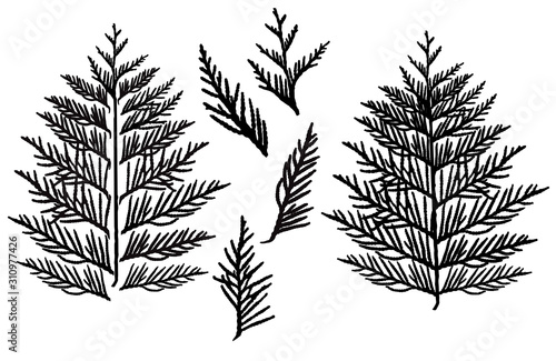 Silhouette of branch thuja, set. Ornamental tree. Separate elements. Vector illustration.